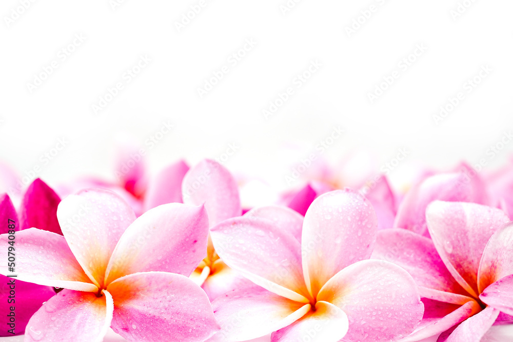 frangipani flower isolated on white frangipani flower isolated on white