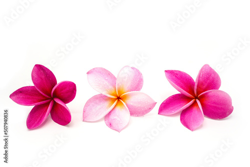 frangipani flower isolated on white