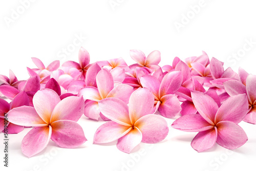 plumeria flowers isolated on white