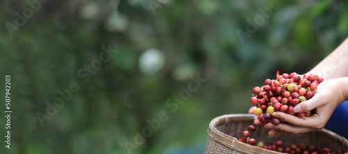 raw berries hand Harvesting coffee farm hand in farm. harvesting Robusta and arabica  coffee berries by agriculturist hands, Worker Harvest arabica coffee berries on its branch.