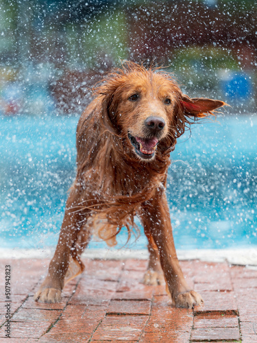 Golden Retriever spins off water by the pool