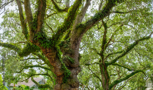 Upward view of canopy of live oak trees in Uptown neighborhood of New Orleans, Louisiana, USA