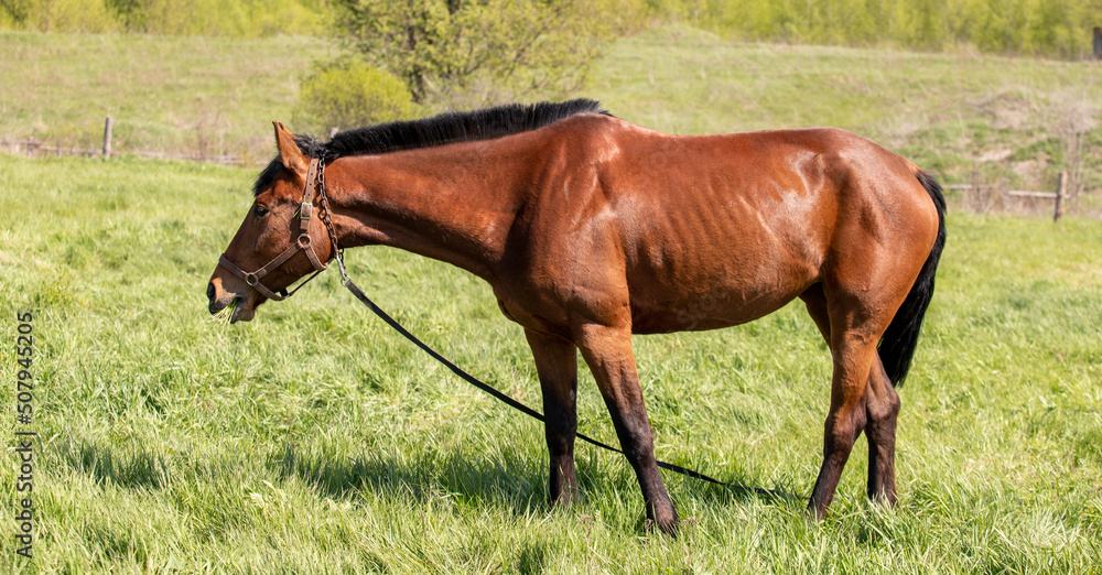 The horse is bay red-brown with black legs, mane and tail. The horse is bay red-brown with black legs, mane and tail.