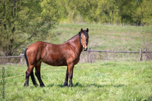 The horse is bay red-brown with black legs, mane and tail. © Prikhodko