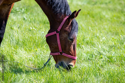 Portrait of a bay horse nibbles green grass © Prikhodko