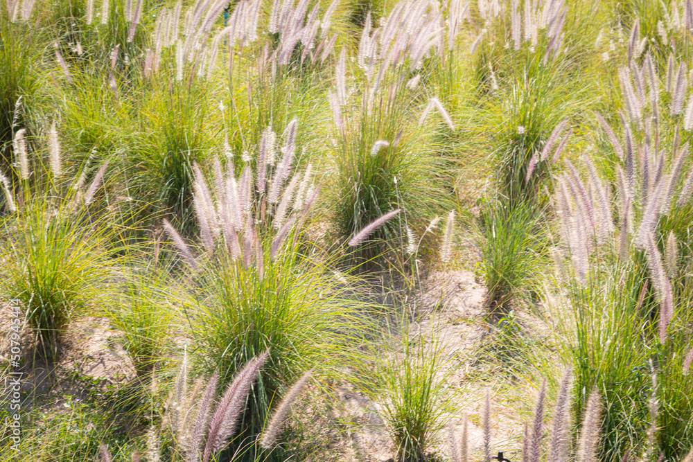Close-up of the fountain grass (Pennisetum setaceum) in the middle of a beautiful Close-up of the fountain grass (Pennisetum setaceum) in the middle of a beautiful