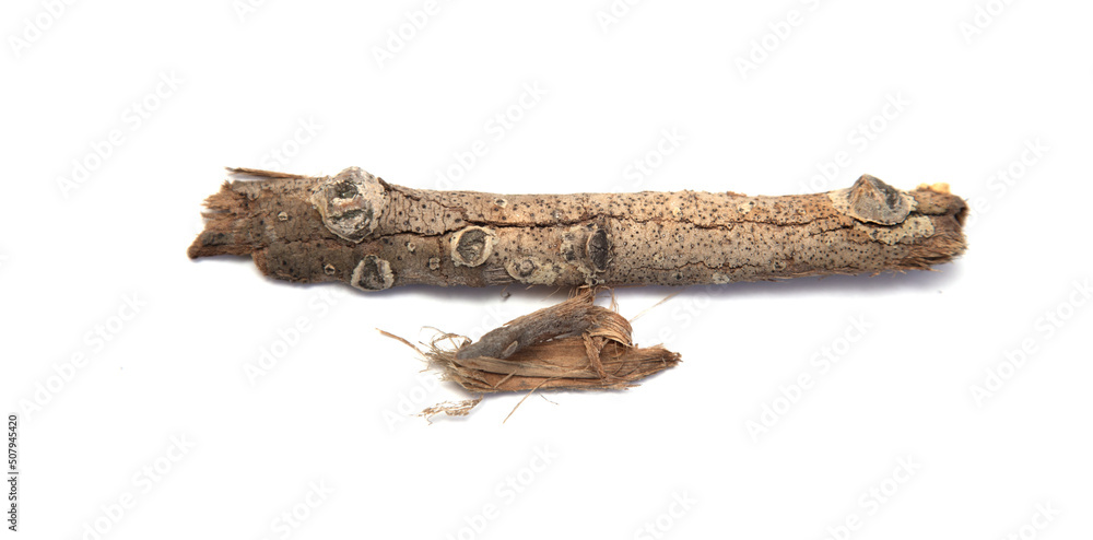 Dry branch on a white background.