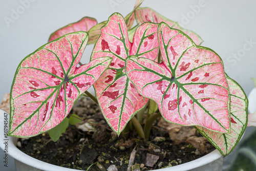 Pattern of bon leaves Caladium Strawberry Star is beautiful and unique