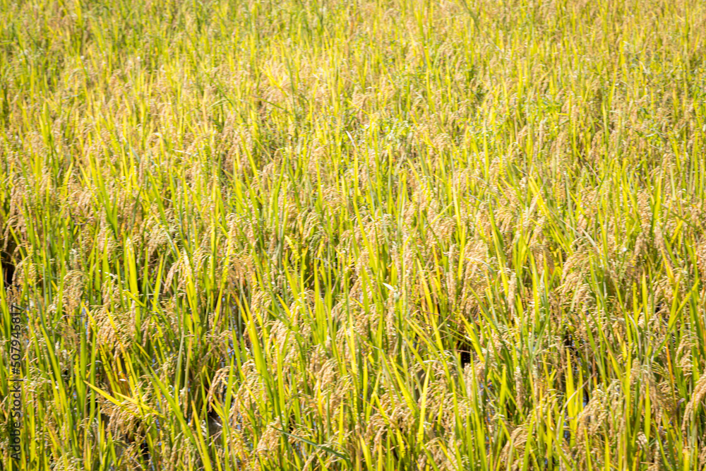 Rice fields that are about to be harvested