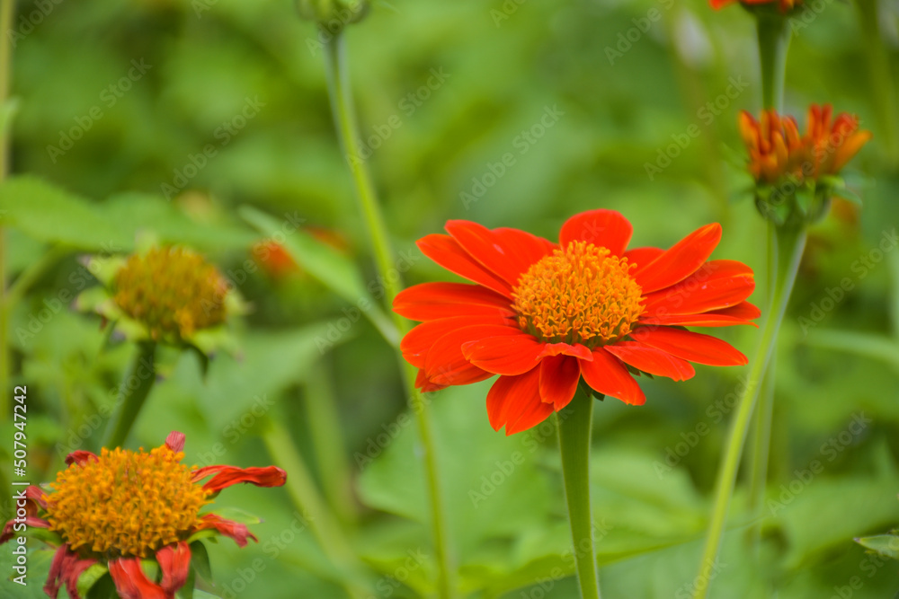 Red zinnias bloom in the garden bee stump in the garden park Red zinnias bloom in the garden bee stump in the garden park