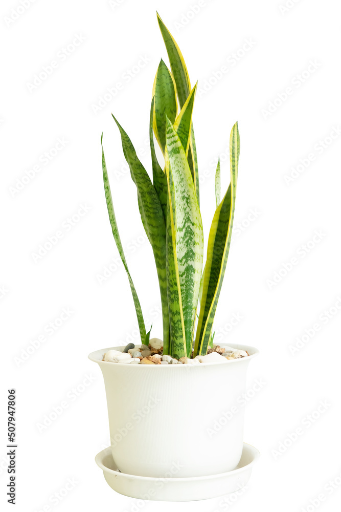 It is a Snake Plant or Phra Indra Sword tree. It is an ornamental plant that purifies the air. Helps absorb harmful toxins. Easy to maintain and durable. It can be grown both indoors and outdoors. It is a Snake Plant or Phra Indra Sword tree. It is an ornamental plant that purifies the air. Helps absorb harmful toxins. Easy to maintain and durable. It can be grown both indoors and outdoors.