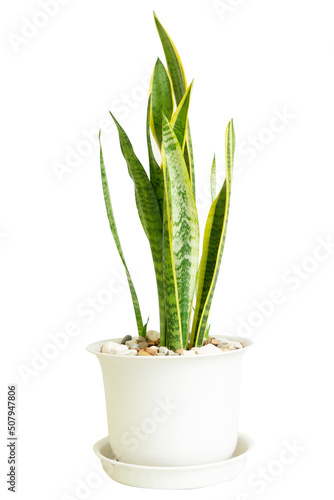 It is a  Snake Plant or Phra Indra Sword tree. It is an ornamental plant that purifies the air. Helps absorb harmful toxins. Easy to maintain and durable. It can be grown both indoors and outdoors.