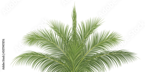 palm branch, coconut leaf, tropical plant © enterphoto