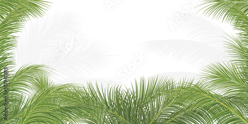 palm branch, coconut leaf, tropical plant