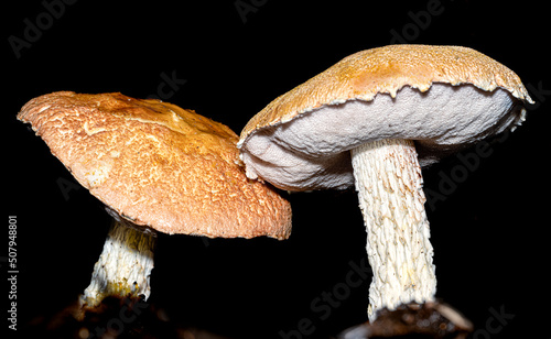 Fungi are neither plants nor animals, and belong to their own separate kingdom. They are amongst the largest living organisms on the planet, and can spread over vast areas. 