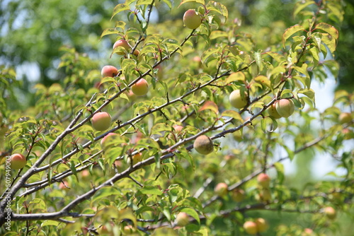 Japanese apricot (Ume) fruits. Flowers bloom from January to March, bear fruit from June to July, and are used for Pickled Ume (Umeboshi) and Ume liquor.