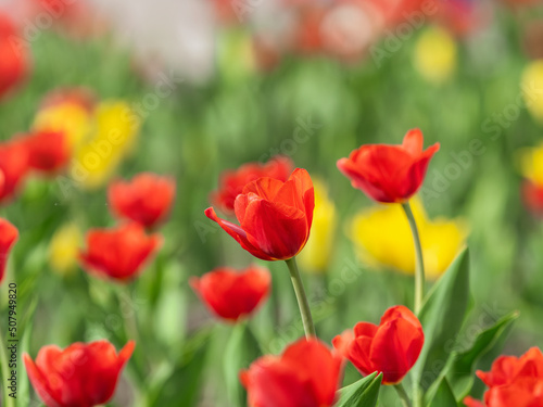 Colorful red tulips blossom in spring garden © Dmitrii Potashkin