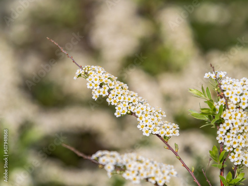 Beautiful white flowers Spirea aguta or Brides wreath. photo