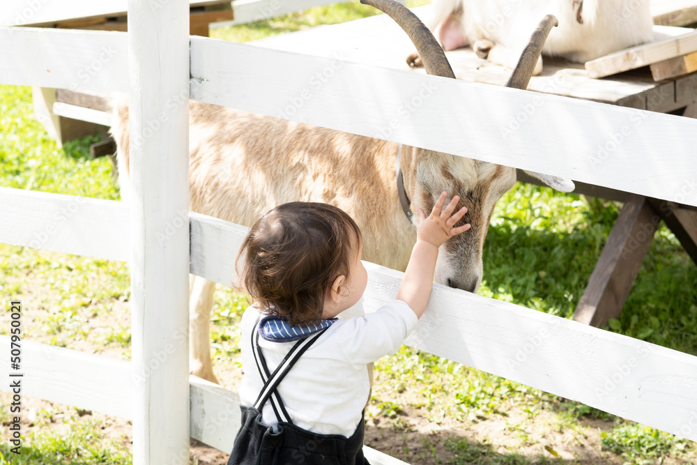 Obraz premium やぎと触れ合う男の子 