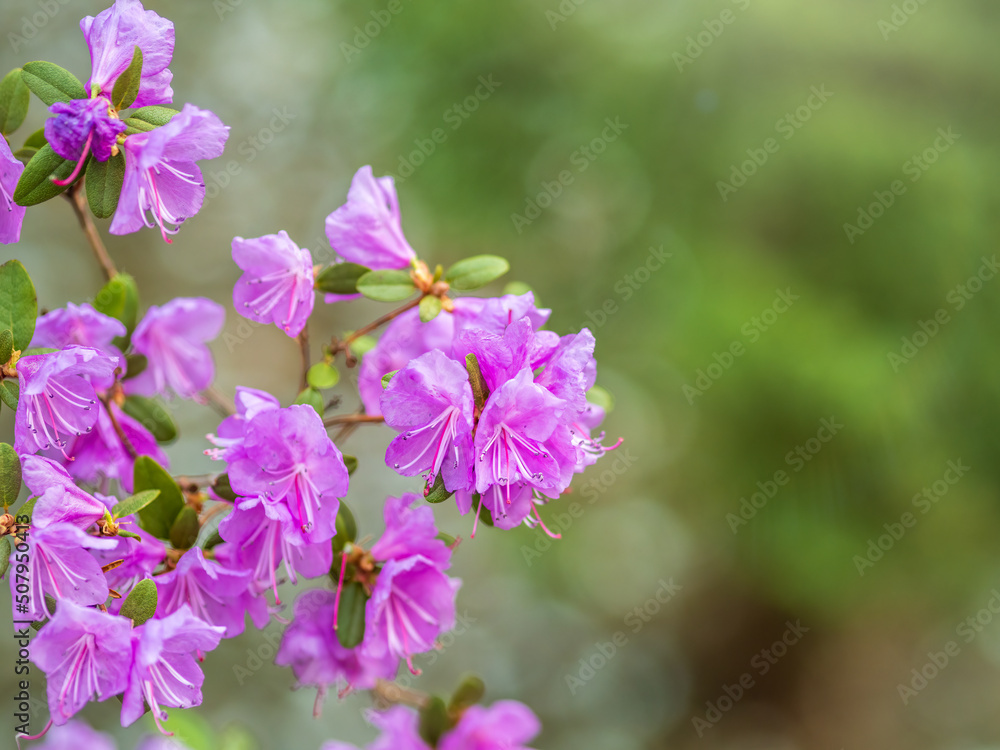 Pink flowers of Siberian rhododendron copy space. Rhododendron Ledebourii. Spring flowering of Altai rhododendron.