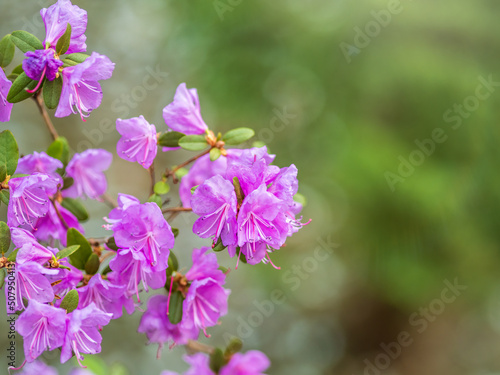 Pink flowers of Siberian rhododendron copy space. Rhododendron Ledebourii. Spring flowering of Altai rhododendron.