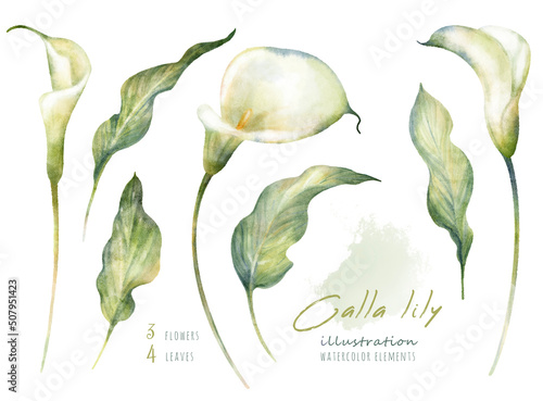 Foto Watercolor hand drawn floral set with delicate illustration of blossom white calla lily flowers and leaf