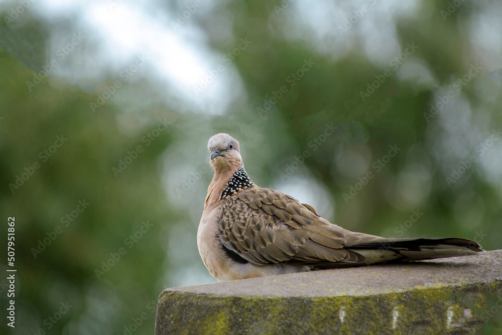 Spotted Dove (Spilopelia chinensis) Spotted Dove (Spilopelia chinensis)
