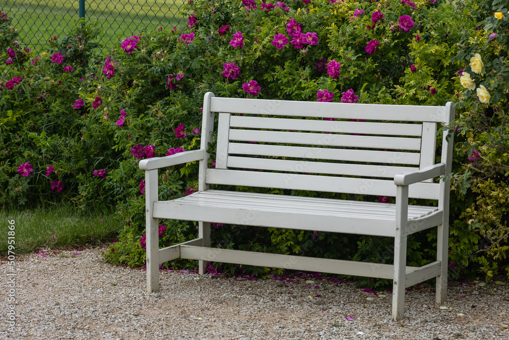 An empty white bench in front of blooming rose bushes An empty white bench in front of blooming rose bushes