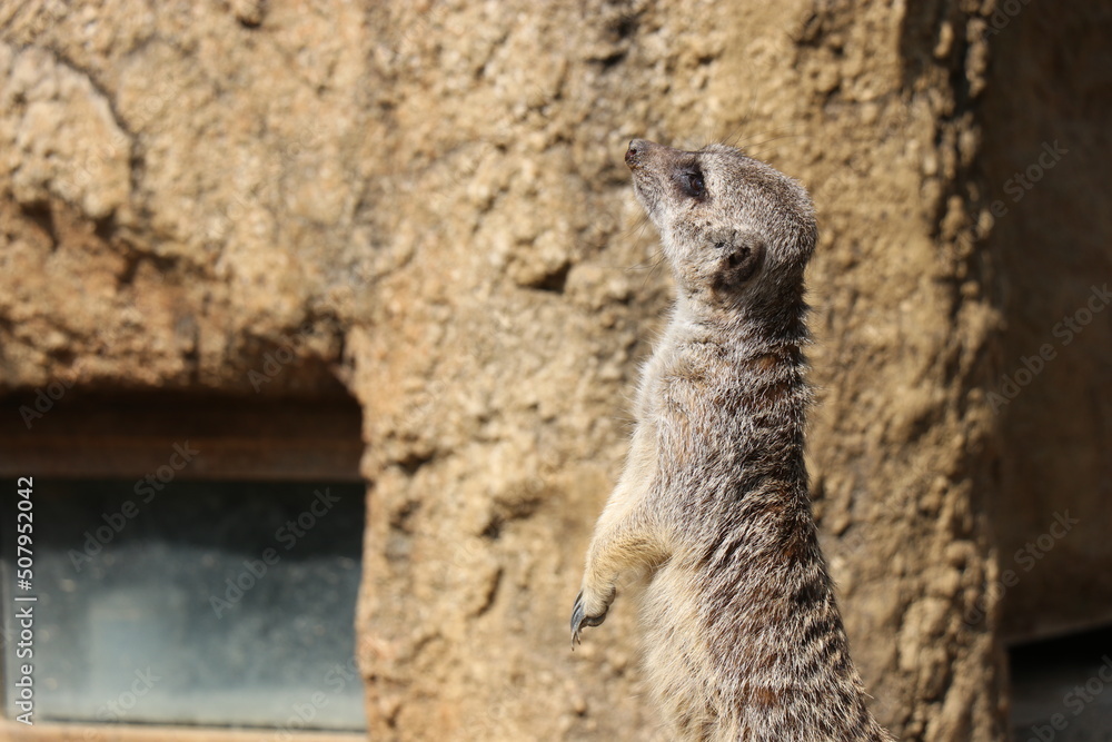 Fototapeta premium ときわ公園、ときわ動物園、ミーアキャット