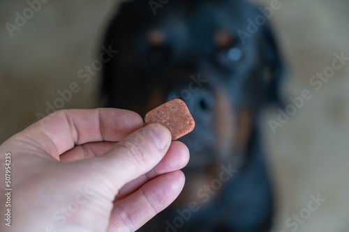 A man is holding a chewable flea and tick pill for pets. Veterinary drug for oral use without packaging. A large black dog is sitting in the background. Close-up. Selective focus. Inside the room.