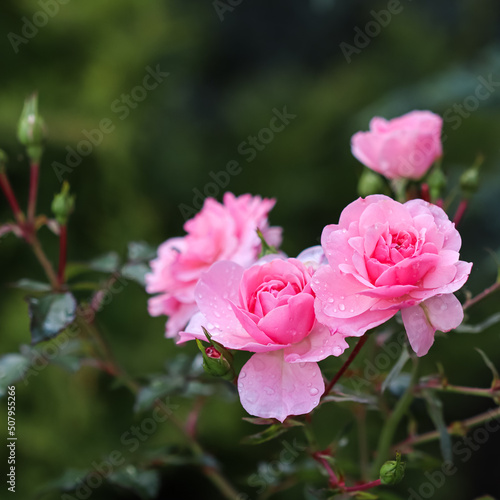 Beautiful pink roses with dew drops in the garden © OLAYOLA