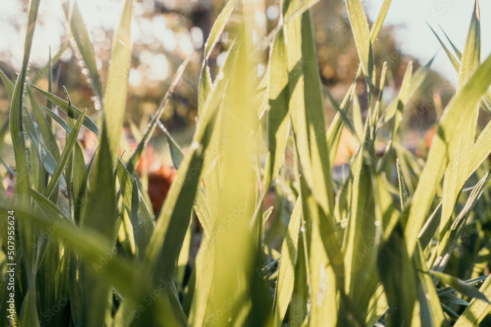 Fototapeta premium Close up of the green grass lawn and autumn foliage with sun beam, soft focus, copy space.