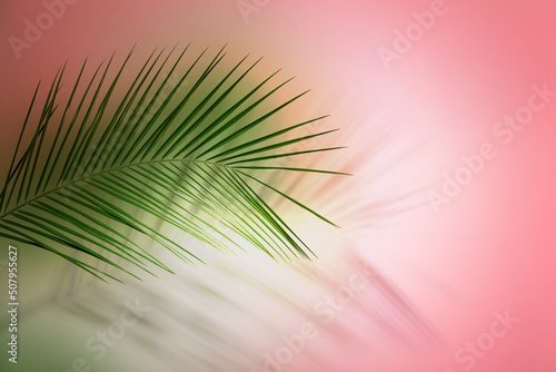 Palm branch and shadow on color background, space for text. Summer party