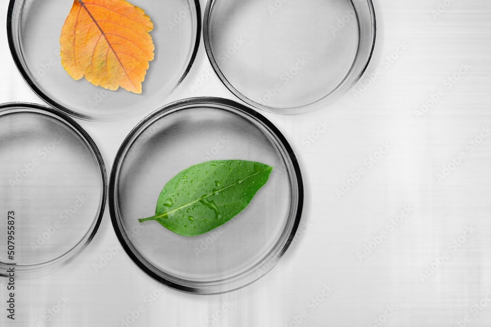 Plant in petri dish and transparent podium with blank space in laboratory background for plants advertising Plant in petri dish and transparent podium with blank space in laboratory background for plants advertising