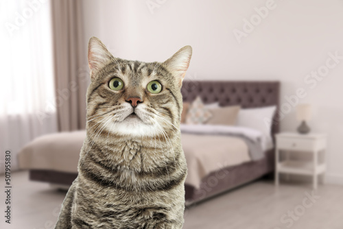 Beautiful tabby cat in bedroom, space for text. Pet friendly hotel
