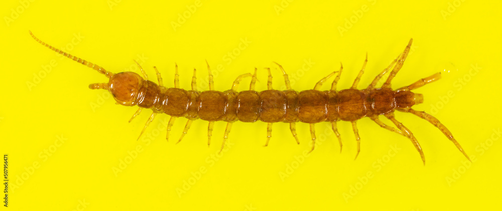 Centipede isolated on yellow background. Centipede isolated on yellow background.