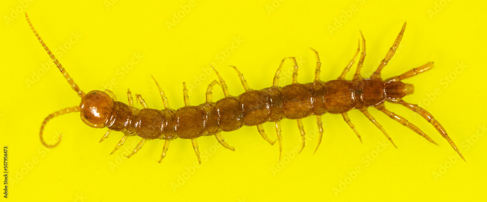 Centipede isolated on yellow background. Centipede isolated on yellow background.