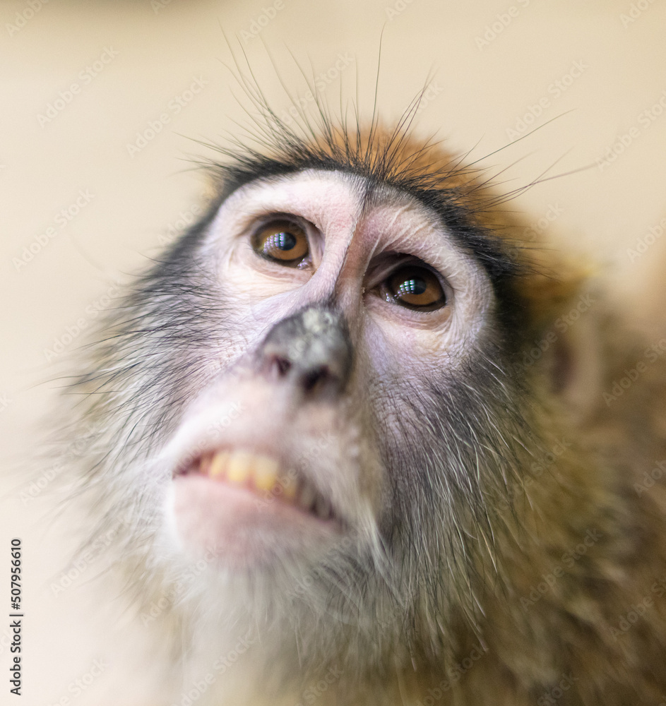 Obraz premium Monkey portrait in the zoo.