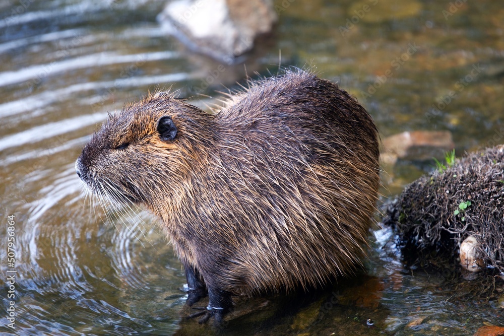 Nutria resting on an island in the River Vitava, Prague, Czech Republic. Nutria resting on an island in the River Vitava, Prague, Czech Republic.