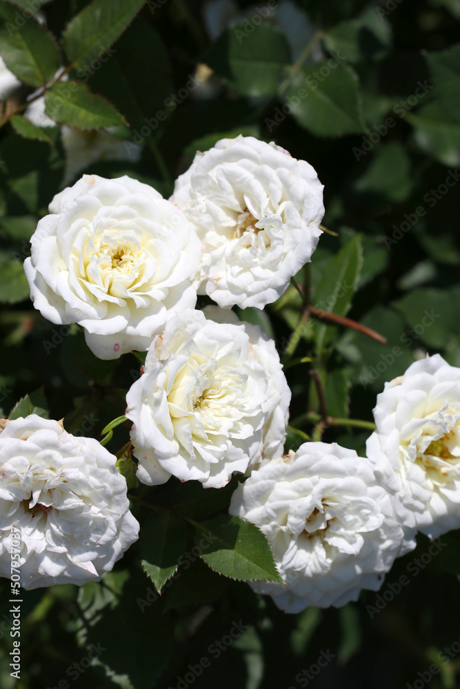 Noble white rose flower head of 