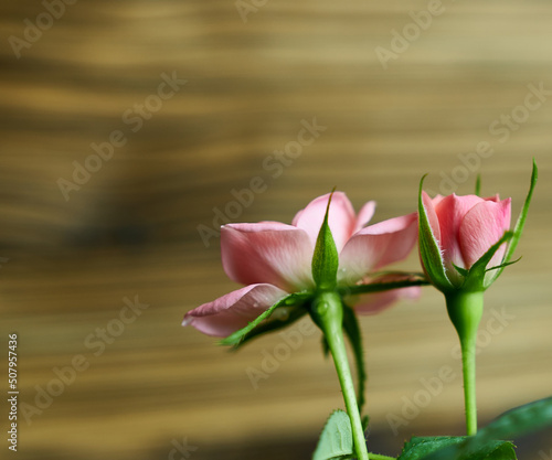 Two small rosebuds on a wooden background.