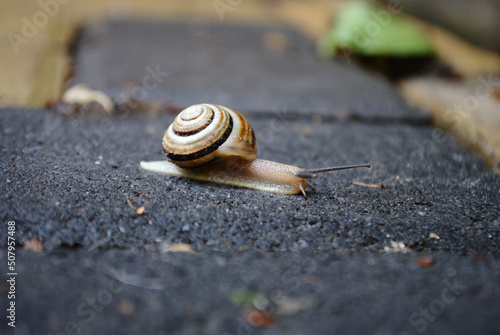 The snail slowly crawls along the road in the early summer morning. Close-up, macro.