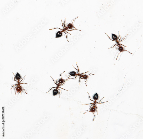 small ants on a dirty white wall © studybos