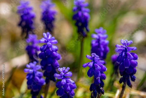 Muscari flower in meadow, close up shoot 