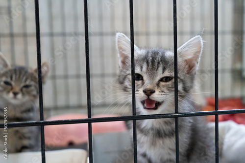 cute kittens sitting in a cage