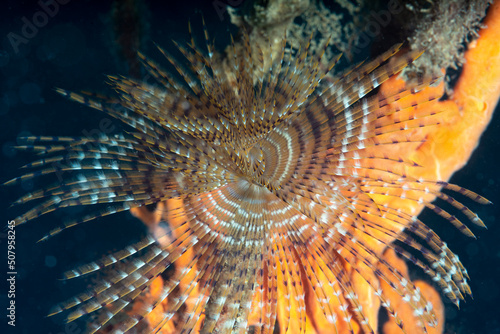 Primo piano di due spirografi  Sabella spallanzanii