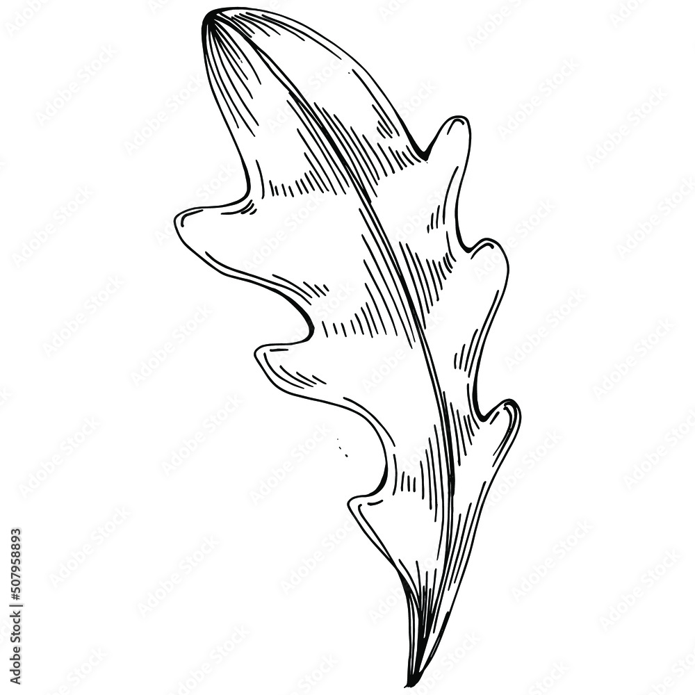 Arugula vector isolated plant with leaves. Herbal engraved style illustration. Detailed organic product sketch.The best for design logo, menu, label, icon, stamp. Arugula vector isolated plant with leaves. Herbal engraved style illustration. Detailed organic product sketch.The best for design logo, menu, label, icon, stamp.