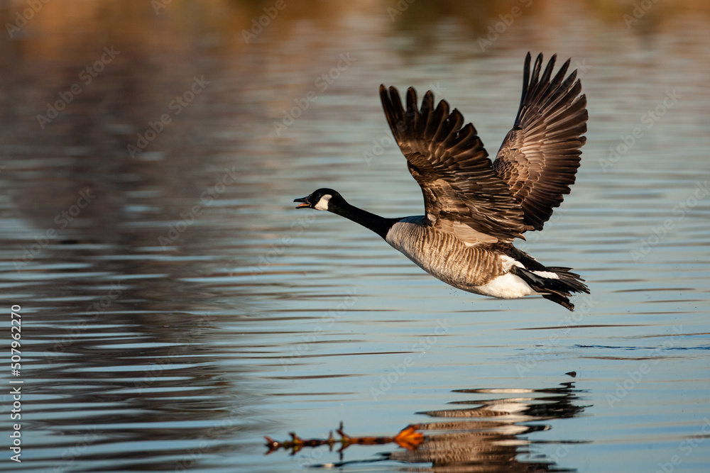 Canada Goose taking off from a pond on London
