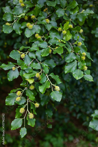 Fotografie Young hairy beech nuts have already appeared on the branches of European beech (Fagus sylvatica)