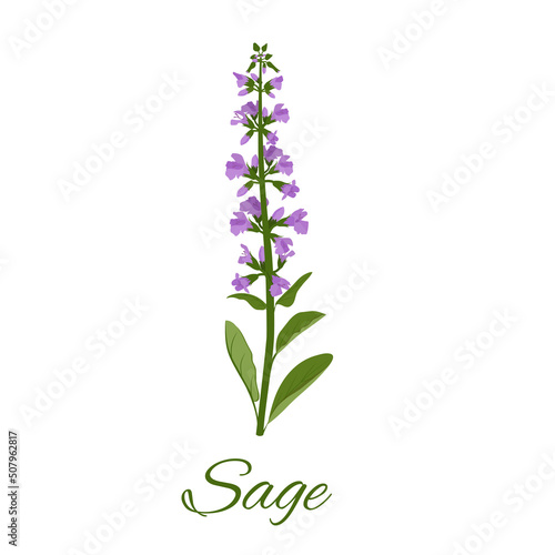 Vertical single sprigs of sage with flowers and leaves, isolated on white background.